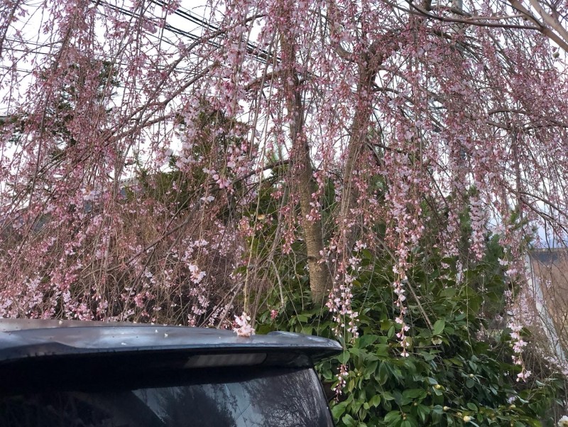 我が家の桜