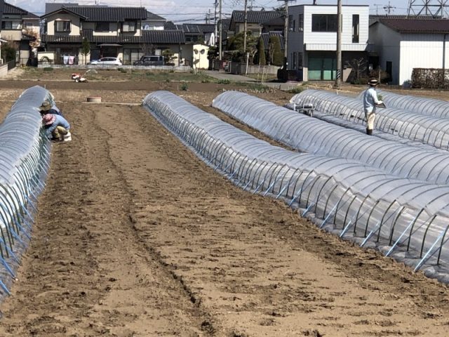 古武３圃場定植